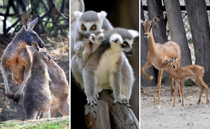 Buscan nombre para nuevas crías en Chapultepec