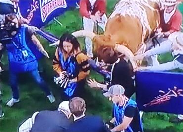 El Sugar Bowl sufre accidente en el encuentro de mascotas