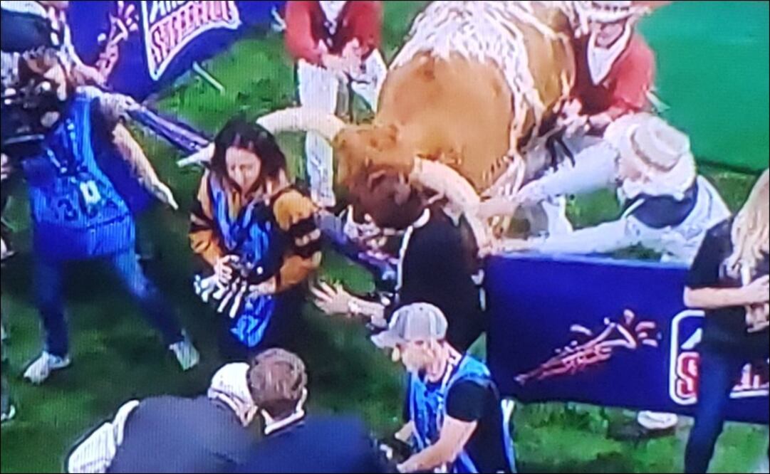 “Bevo”, mascota de Texas, perdió el control. Foto: Twitter