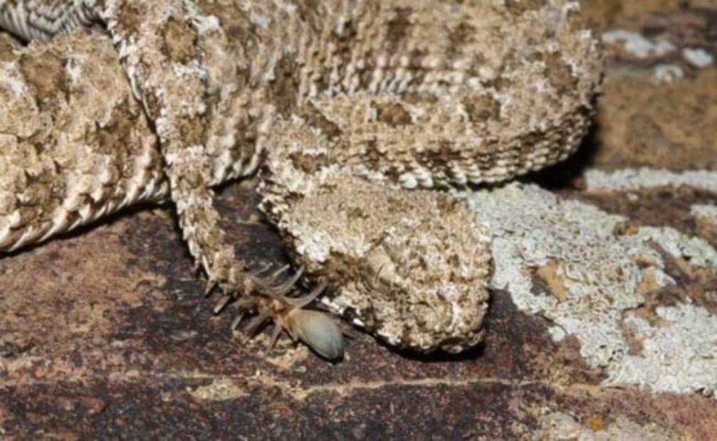 6 especies de serpiente que parecen salidas de una pesadilla