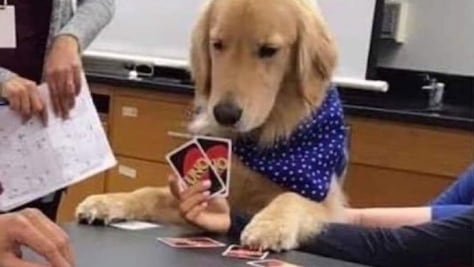 Del Día del Perro a Reyna Ramírez y Dani Alves, los memes de esta semana son de chile, mole y pozole