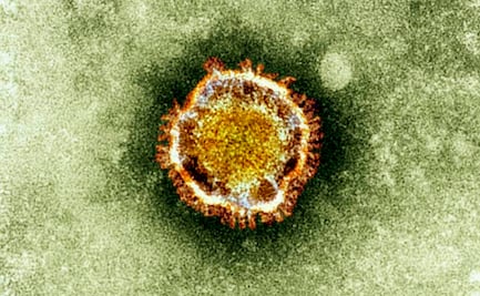 Así como el SARS-CoV-2 muta, nuestro sistema inmune evoluciona: estudio