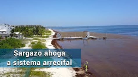 Sargazo. Su paso ahoga hábitat del sistema arrecifal