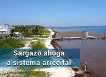 Sargazo. Su paso ahoga hábitat del sistema arrecifal