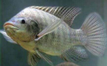 Hallan un pez que reconoce a los de su especie por el rostro