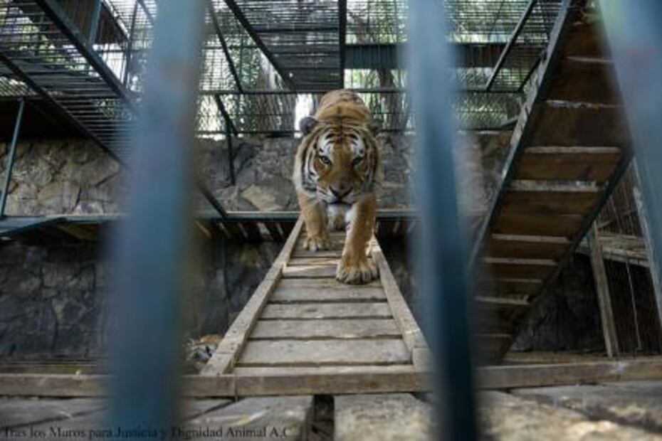 Exigen cierre definitivo de "El Club de los Animalitos"
