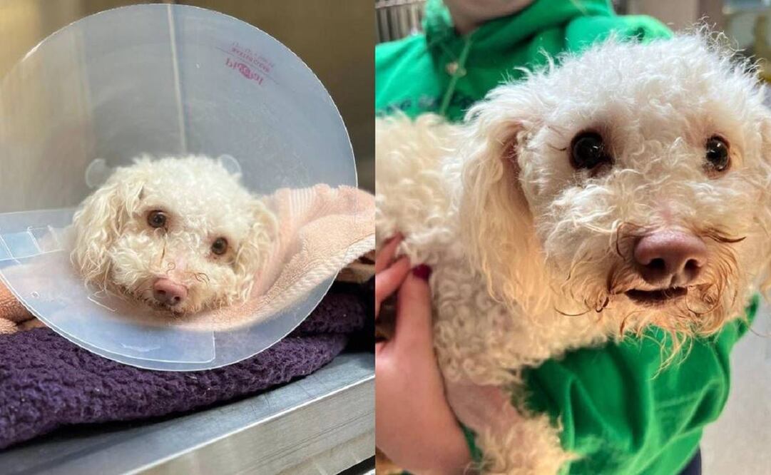 Toddles fue encontrado inconsciente, en las calles de Filadelfia. Foto: Instagram @pspca