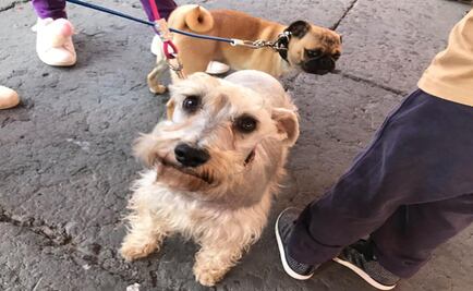 Zócalo de CDMX se convierte en punto de encuentro de decenas de perros 