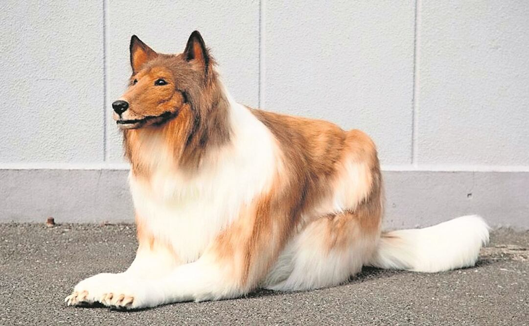 México es mercado 12 global en alimento para mascotas