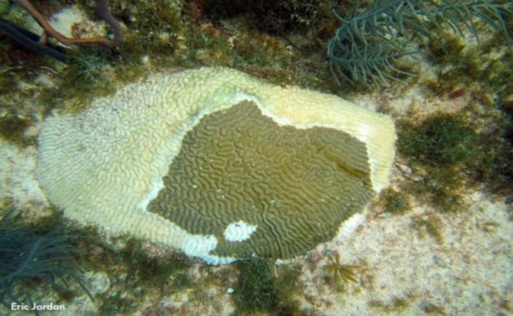 "Síndrome Blanco", la mayor amenaza del Arrecife Mesoamericano: investigador