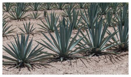 La raicilla y el sotol son destilados que comienzan a despuntar en México