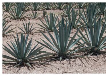 La raicilla y el sotol son destilados que comienzan a despuntar en México