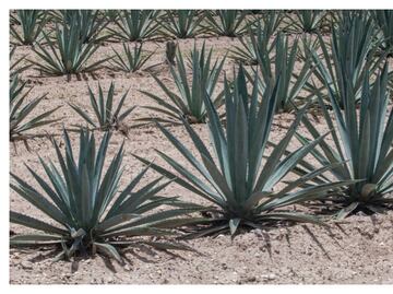 La raicilla y el sotol son destilados que comienzan a despuntar en México