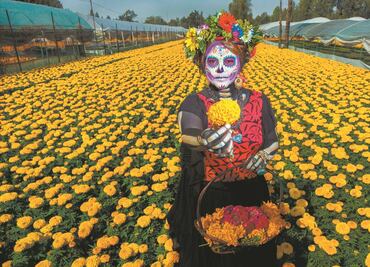 Xochimilco ya huele a cempasúchil