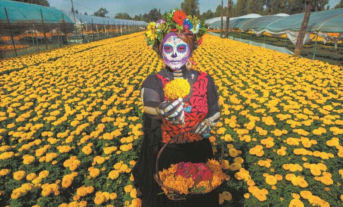 En Caltongo hay quienes producen cerca de 10 mil ejemplares de cempasúchil para las festividades del Día de Muertos. JUAN PABLO ZAMORA. CUARTOSCURO