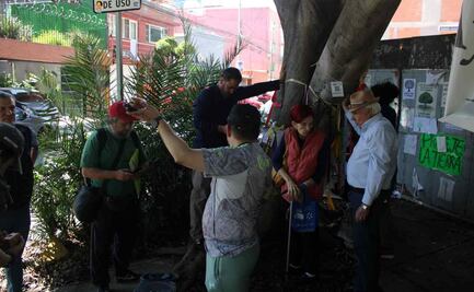 Vecinos presionan por decreto del árbol "Laureano" en Gaceta Oficial; temen que protección se quede en discurso