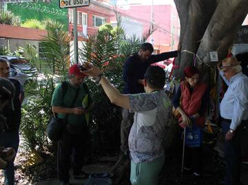 Vecinos presionan por decreto del árbol "Laureano" en Gaceta Oficial; temen que protección se quede en discurso