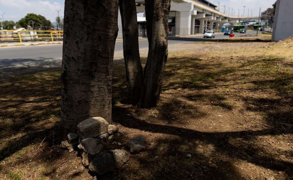 En medio de estos árboles Alicia solía descansar en momentos durante su trabajo como checadora (14/09/2025). Foto: Hugo Salvador / EL UNIVERSAL