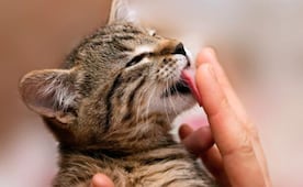 ¿Por qué mi gato me lame?; conoce el significado detrás de esta tierna conducta