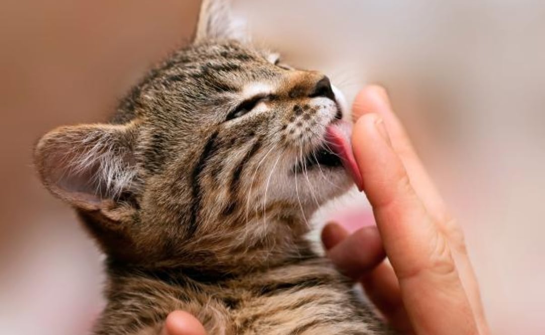 Los gatos aprenden esta conducta natural de sus madres. Foto: Experto Animal