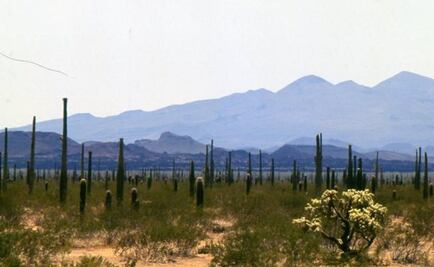 The Tohono O'odham, the people of the desert