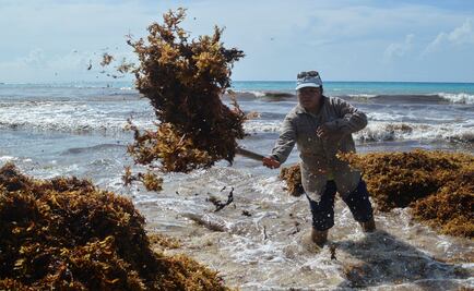 Derivados de sargazo, podrían usarse en la producción de cosméticos