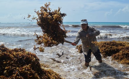 Derivados de sargazo, podrían usarse en la producción de cosméticos