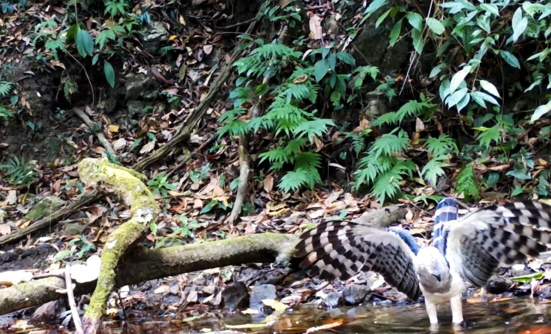 The presence of the bird of prey in Mexico had been only a legend until 2004, when it was photographed on the banks of the Lacantún river - Photo: Taken from CONANP's official Twitter page