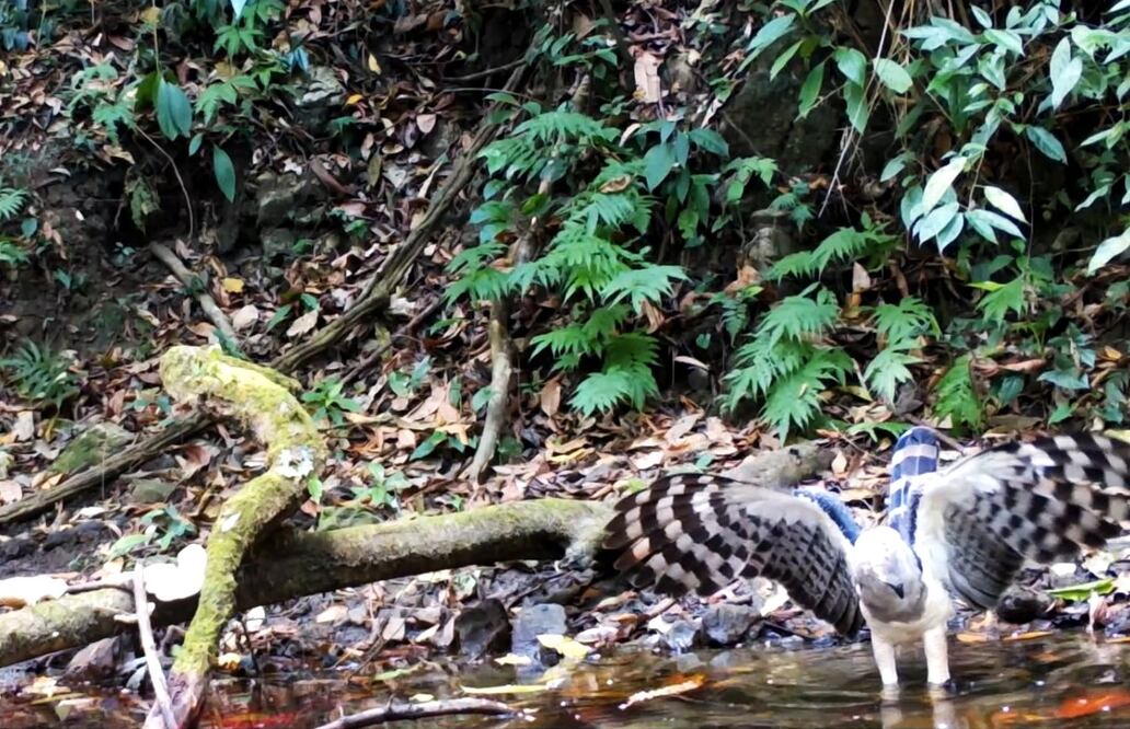 The presence of the bird of prey in Mexico had been only a legend until 2004, when it was photographed on the banks of the Lacantún river - Photo: Taken from CONANP's official Twitter page