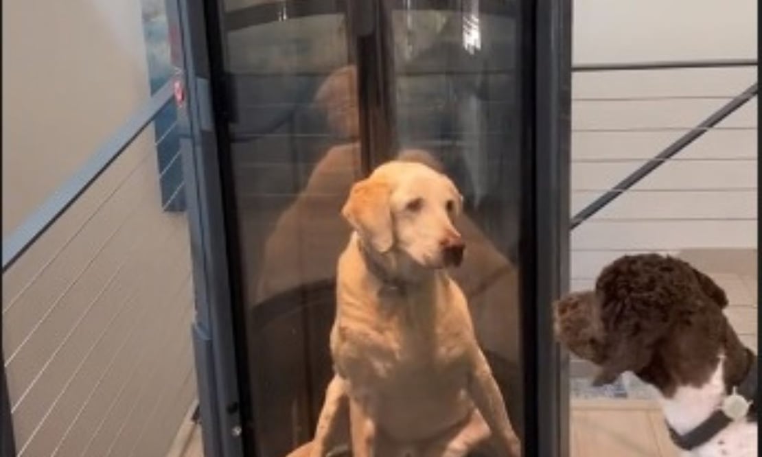 Ascensor para perros. Fuente: Captura TikTok @loganmend624