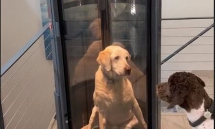 TikTok: Perrito causa furor al usar ascensor construido por sus dueños para facilitar movilidad