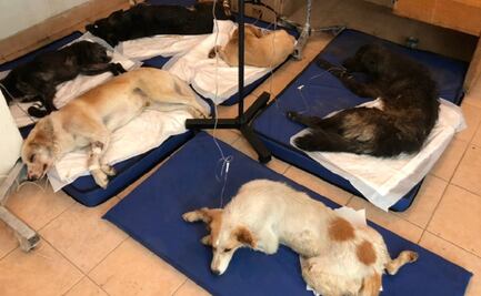 Envenenan a 9 perritos en el Edomex; 7 están graves y dos cachorras murieron