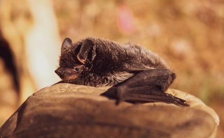 Además del murciélago, ¿qué otros animales pueden transmitir la rabia?