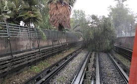 Caída de árbol ocasiona la suspensión del servicio en un tramo de la Línea 5 del Metro; estas estaciones fueron afectadas