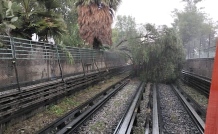 Caída de árbol ocasiona la suspensión del servicio en un tramo de la Línea 5 del Metro; estas estaciones fueron afectadas