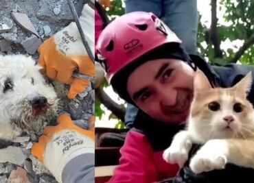 VIDEO: Conoce a las mascotas que fueron rescatadas bajo los escombros en Turquía
