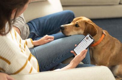 Por mala crianza, perros de dueños primerizos desarrollan malos comportamientos