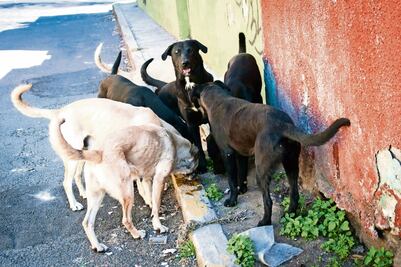 Paran sanción por alimentar a perros