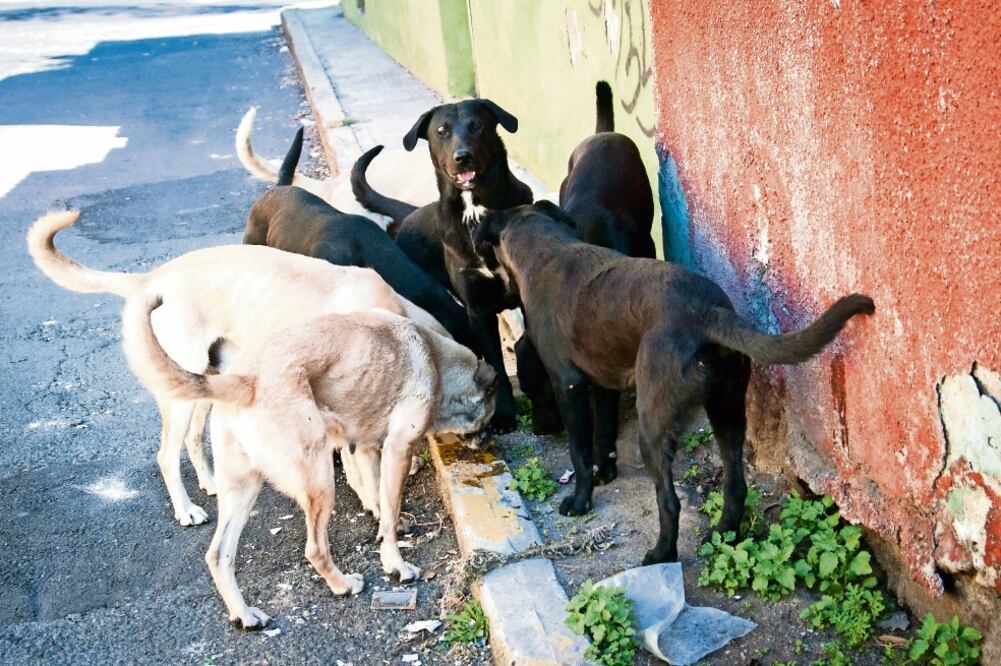 Defensa. A través de redes sociales, diversas asociaciones de protección animal criticaron la medida implementada por el gobierno de Papalotla. (ARCHIVO. EL UNIVERSAL)