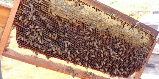 Acuerdan pago parcial a apicultores por matanza de abejas en Quintana Roo