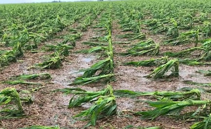 Granizada destruye cosechas de sorgo en Tamaulipas