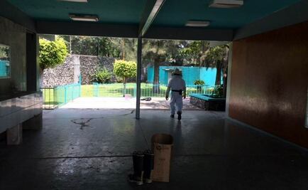 Abejas atacan a alumnos en secundaria de Morelos