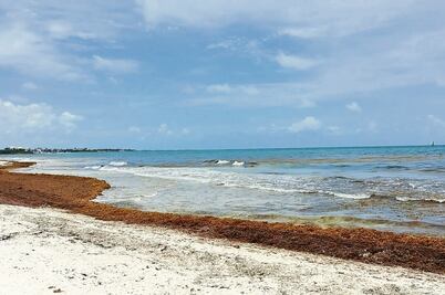 Gestionan 62 mdp para atacar sargazo en Quintana Roo