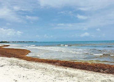 Gestionan 62 mdp para atacar sargazo en Quintana Roo