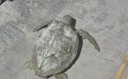 Toman medidas de protección ante temporada de anidamiento de tortugas en Yucatán