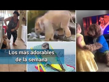 Los videos más adorables y divertidos de la semana