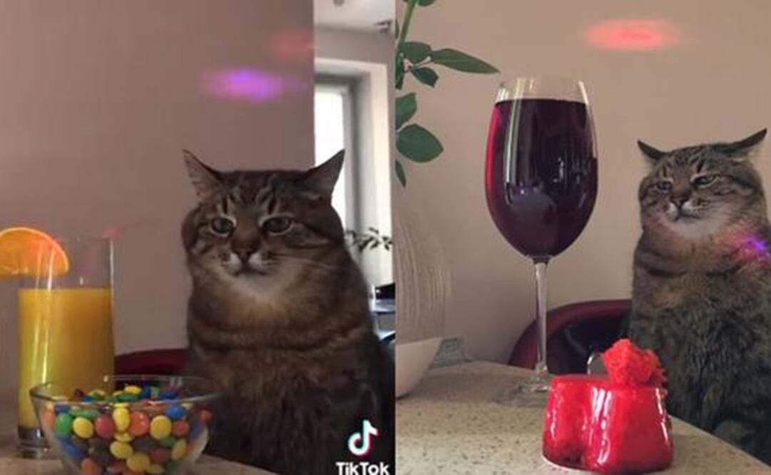 Él es Stepán, un gato ucraniano que se ha vuelto viral en TikTok.  Foto: TikTok @annaolala