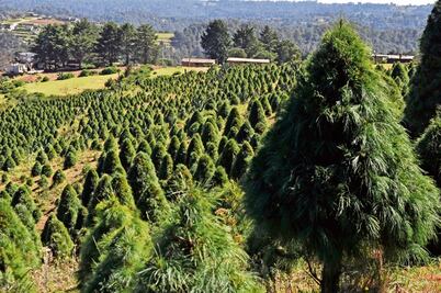 Venderán más de 500 mil árboles 