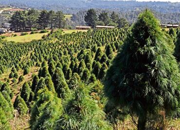 Venderán más de 500 mil árboles