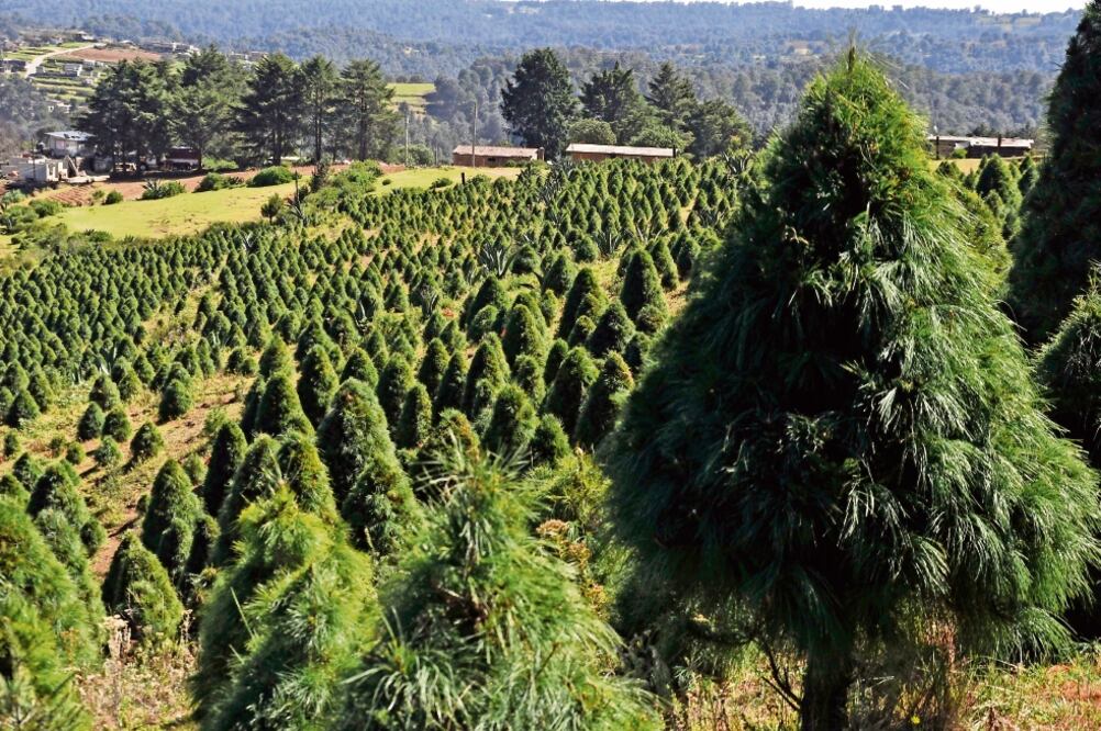 Costo. Los precios oscilan entre 250 y 500 pesos, según la talla y la especie de cada ejemplar (EMILIO FERNÁNDEZ. EL UNIVERSAL)